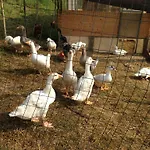 Agape - Panoramic Nature - Agroturismo *